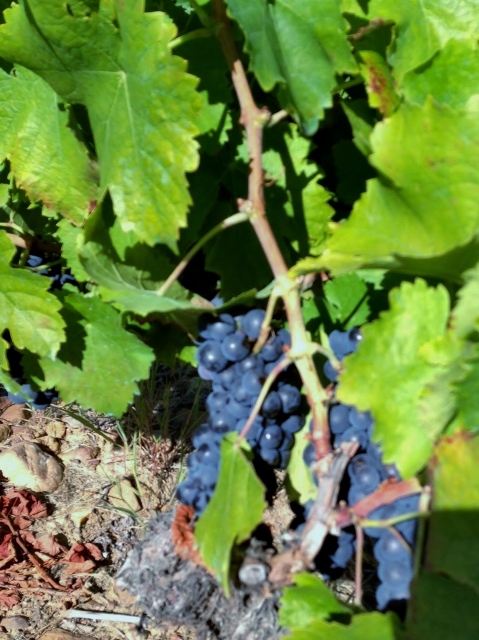 visita_bodegas_peique_la_viña